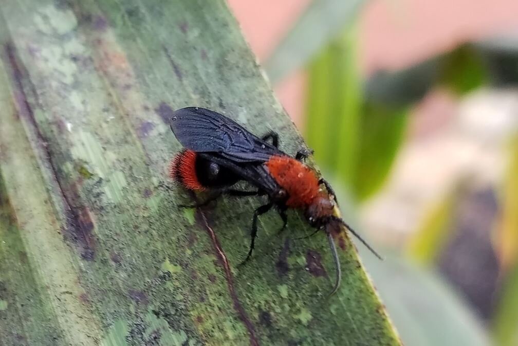 زنبوری عجیب در لباس مورچه/ نیش گاوکُش یک حشره کوچک