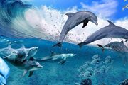 ببینید | صحنه‌ای باورنکردنی در کیش؛ شنا کردن گله دلفین‎‌ها در نزدیکی ساحل!