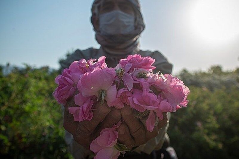 وقتی همه دنیا از آب کره می گیرد؛ ایران هیچ/تبدیل گل محمدی به شکلات، دارو و عطر در جهان!