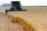 Iran's domestic wheat purchases exceed 10m mt in Mar-Aug