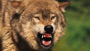 رفتار عجیب گرگ‌ها پس از ابتلا به انگل مخوفی که به انسان سرایت می‌کند!