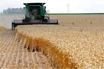 Iran's domestic wheat purchases exceed 10m mt in Mar-Aug