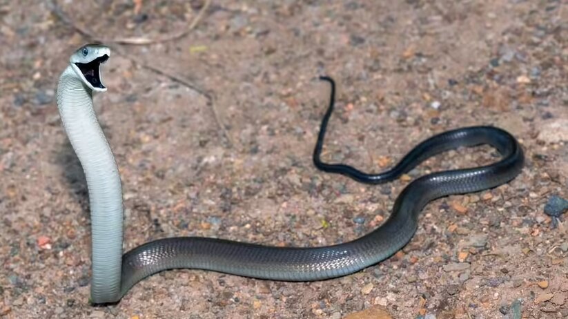دو قطره از سم این مار برای مرگ کافی است!/ عکس