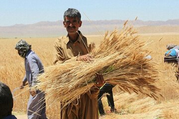 انتقاد روزنامه حامی دولت از ناکامی در خرید گندم کشاورزان به نرخ تضمینی