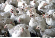 دولت باید مرغ را به بخش خصوصی واگذار کند