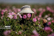 افزایش ۸۸ درصدی تولید گل محمدی در ایران