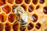 ببینید | عسل خوردن جالب یک کودک شجاع از لانه زنبور بدون ترس!