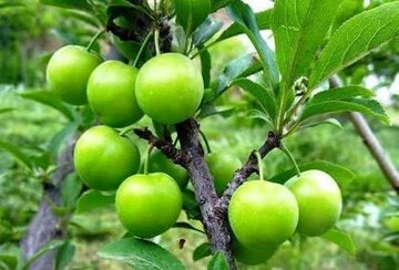 برداشت نوبرانه آلوچه در گیلان