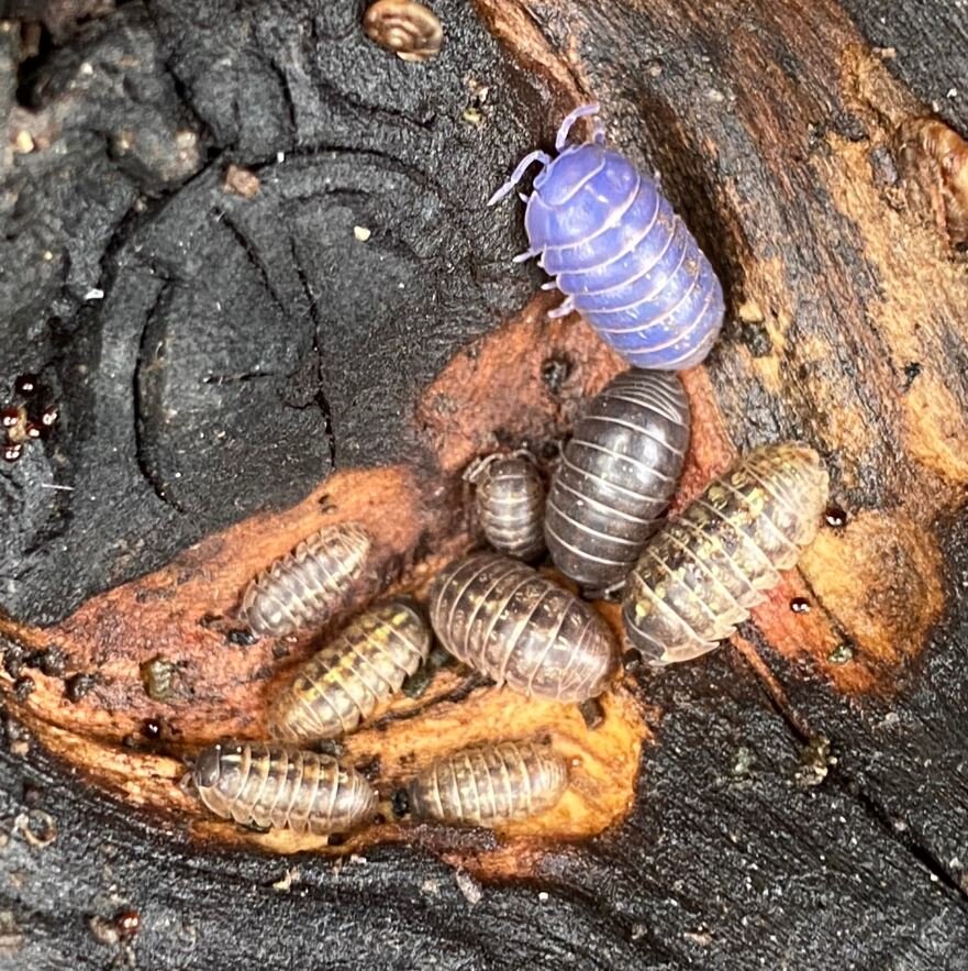 ویروسی کشنده که بدن موجود مبتلا را آبی رنگ میکند / عکس