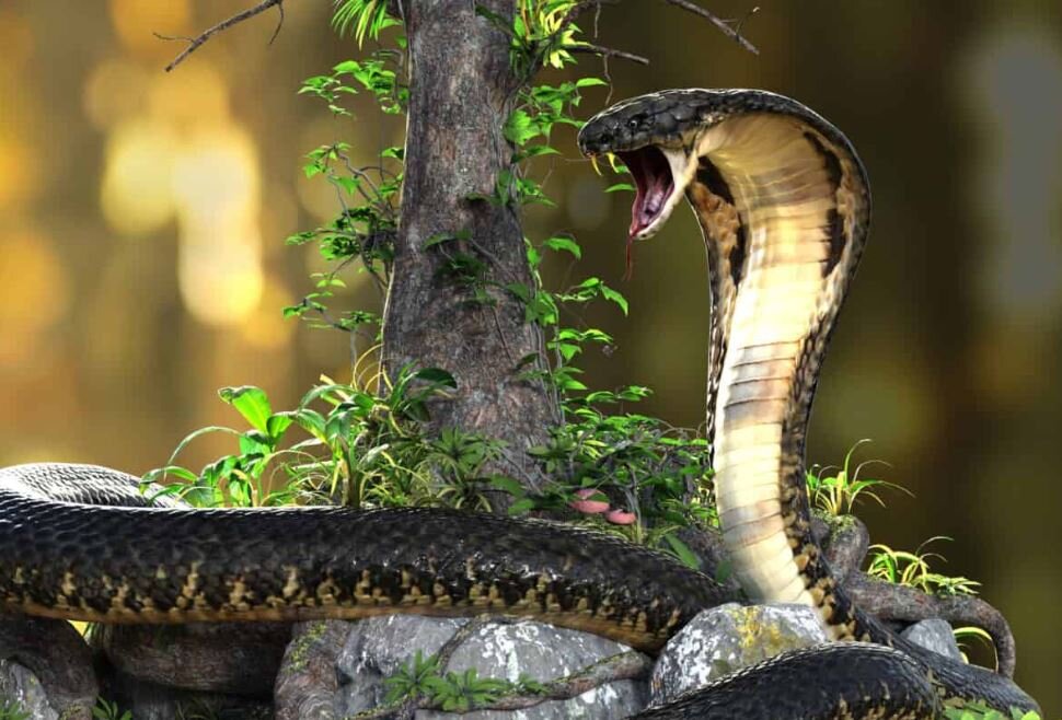 غول‌پیکرترین و باهوش‌ترین مار سمی جهان / عکس