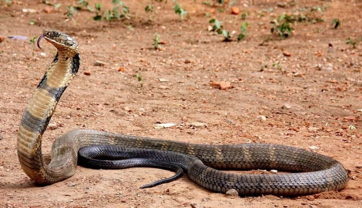 آشنایی با باهوشترین مار جهان/ عظیمالجثه و بسیار سمی/ عکس