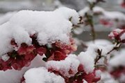 ببینید | بارش برف بهاری در ارتفاعات مازندران