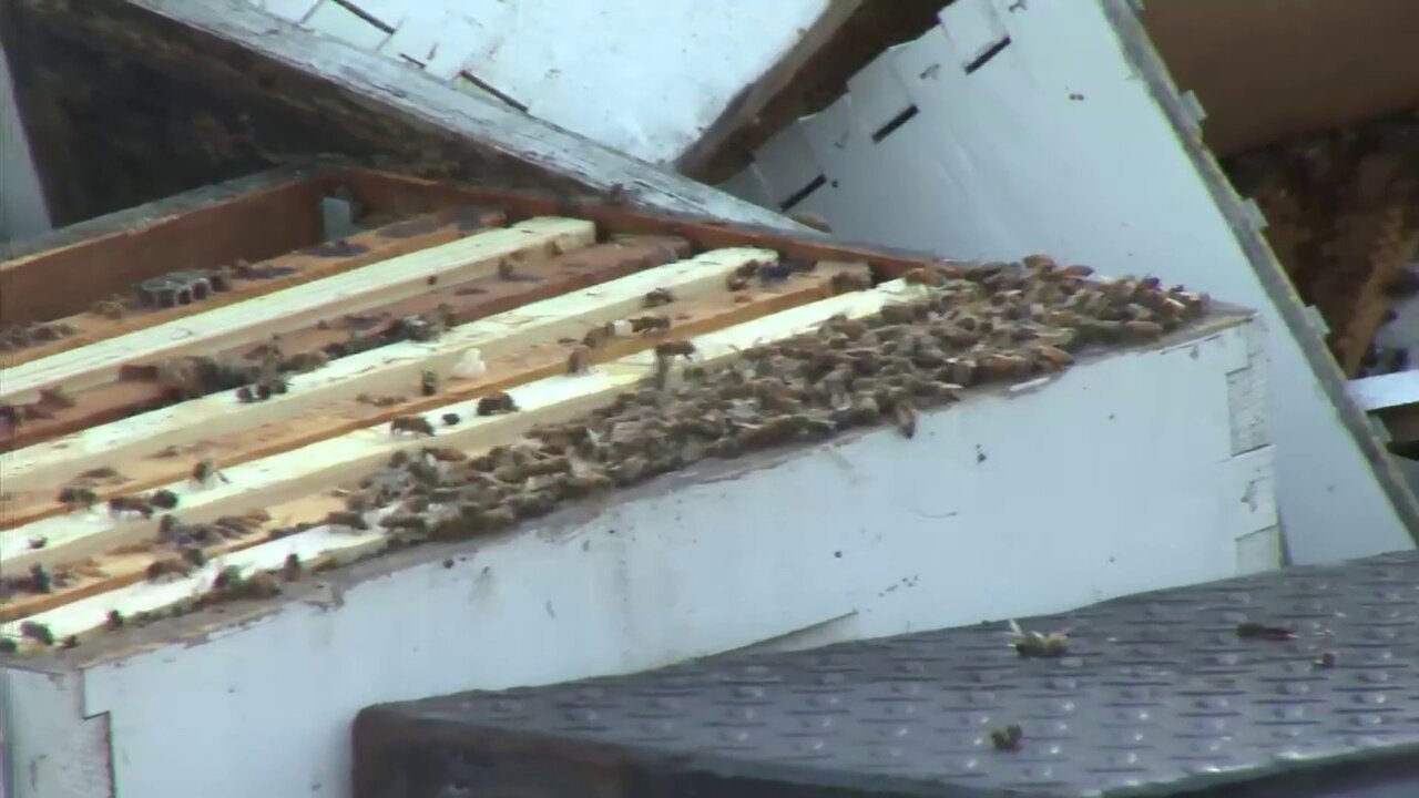 رها شدن یک میلیون زنبور در یک بزرگراه