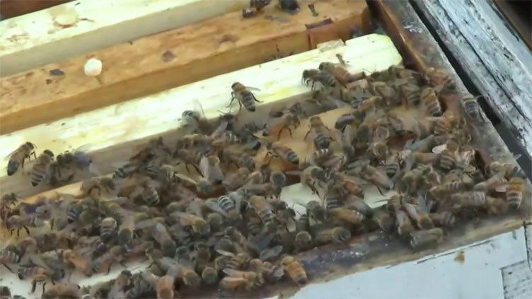 رها شدن یک میلیون زنبور در یک بزرگراه