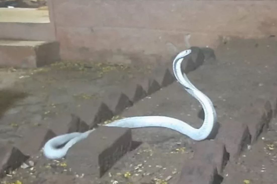 از عجایب روزگار/ رنگ عجیب خطرناکترین مار کبرای هند/ عکس