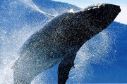 ببینید | حرکت باورنکردنی نهنگ‌های قاتل؛ آموزش روش غرق‌کردن قایق‌ها