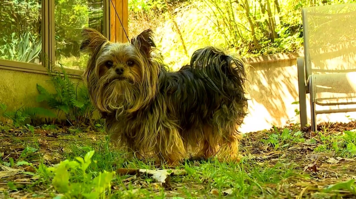 ماجرای نجات جان سگ از دست خرس