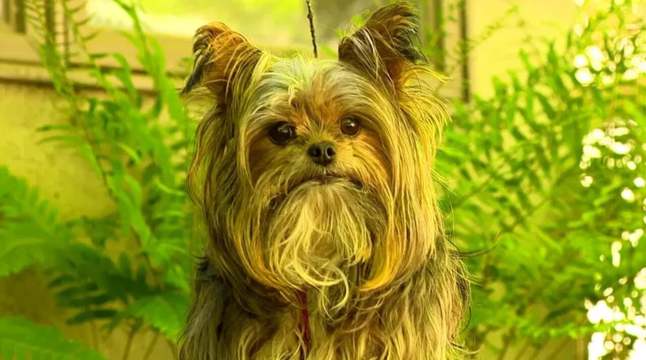 ماجرای نجات جان سگ از دست خرس