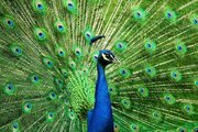 ببینید | لحظه زیبای باز شدن پرهای طاووس