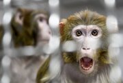 پیوند شگفت‌انگیز مغز میمون با کامپیوتر در چین