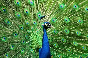 عکس | تصویری عجیب از یک طاووس درون یک جعبه و روی صندوق پراید!