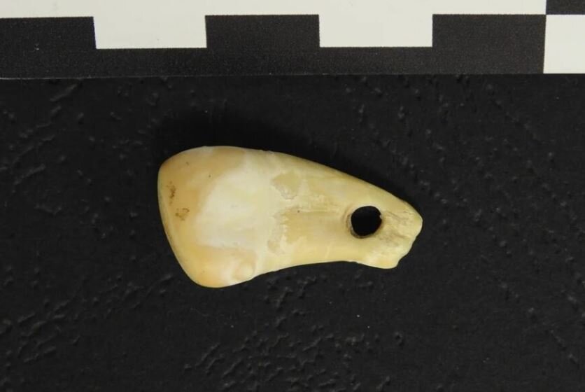 استخراج DNA انسان عصر حجر از گردنبند ۲۵هزار ساله!