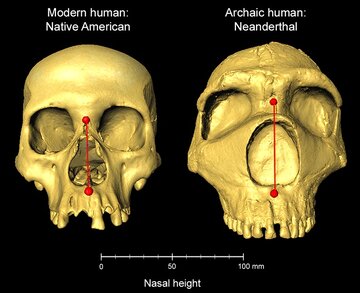 NeanderthalNasalHeight.jpg