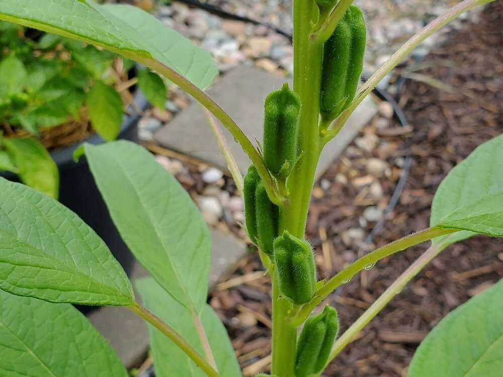 فکر می کردید، کنجد این شکلی باشد/ عکس