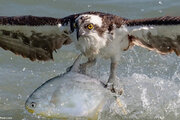 ببینید | لحظه شکار یک ماهی توسط عقاب تیزچنگال از دل اقیانوس