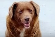 راز زندگی طولانی سگی که رکورددار گینس شد!/ عکس