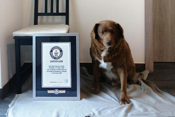 راز زندگی طولانی سگی که رکورددار گینس شد!/ عکس