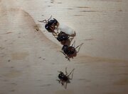 مورچه‌های حیرت‌انگیزی که خود را به مردن می‌زنند!/ عکس