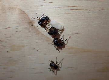 مورچه‌های حیرت‌انگیزی که خود را به مُردن می‌زنند!