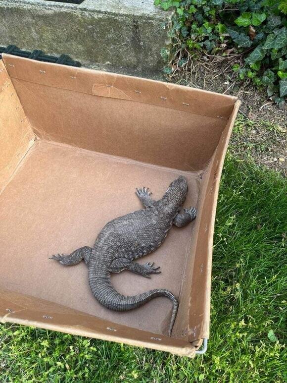 ملاقات با هیولا؛ کشف یک مارمولک ۶۰ سانتی در جاده/ عکس