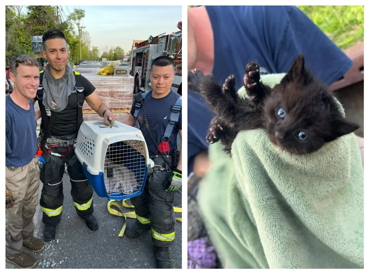 نجات یک گربه بازیگوش از لوله فاضلاب/ عکس