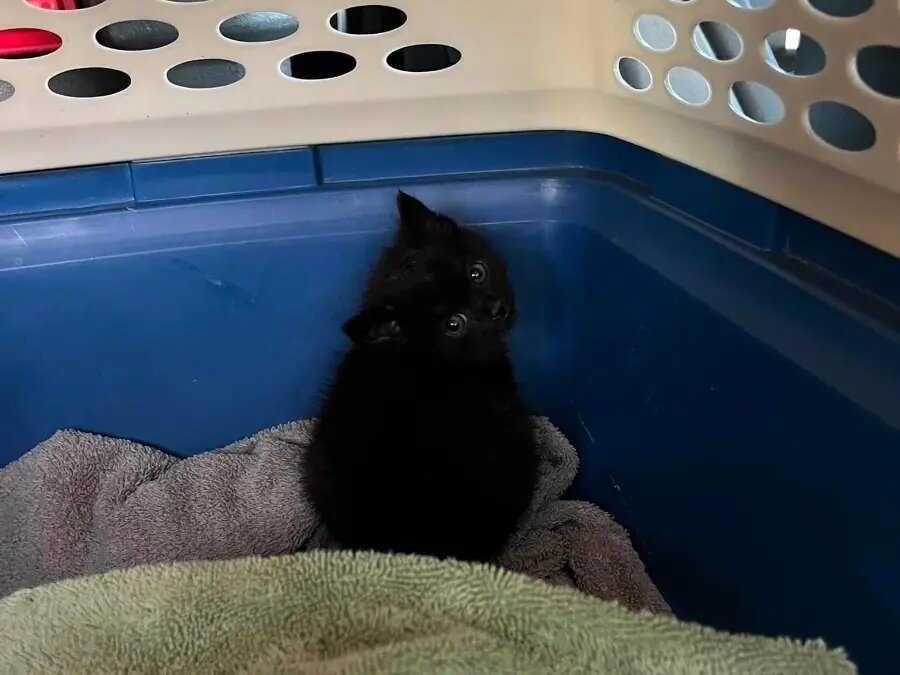 نجات یک گربه بازیگوش از لوله فاضلاب/ عکس