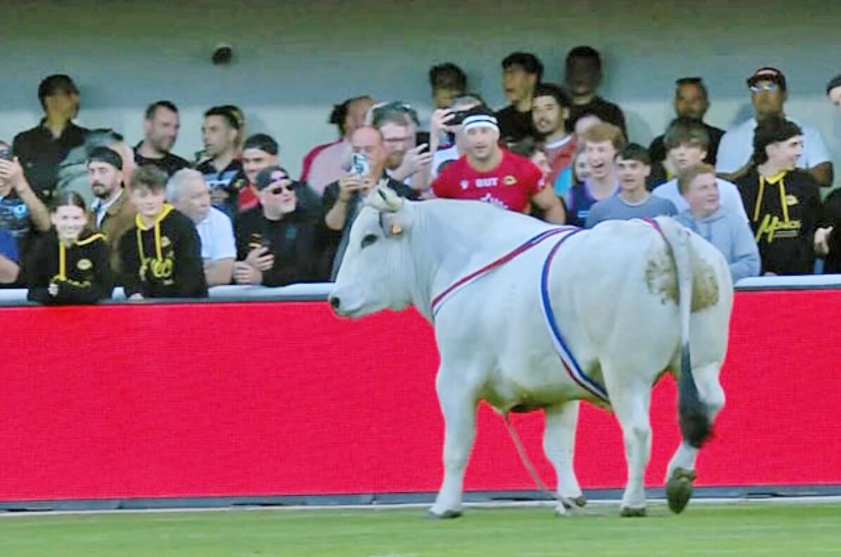 ورود گاو نر به زمین بازی راگبی/ عکس