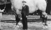 عجیب ترین اسب دنیا ، سنگین تر از یک ماشین!/ عکس