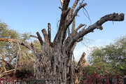 ببینید | درخت انجیر ۵۰۰ ساله کیش از بین رفت!