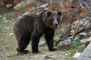 ببینید | شکار خرس قهوه‌ای توسط دوربین تله‌ای در رامسر!