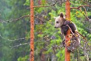 ببینید | مهارت بالای دو خرس وحشی در بالا رفتن از درخت!