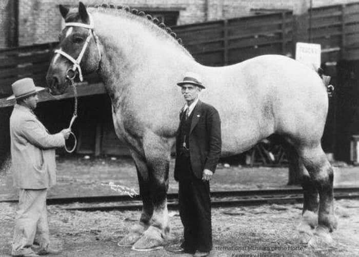اسب تاریخ‌سازی که وزن آن بیشتر از ماشین‌ها بود!/ عکس