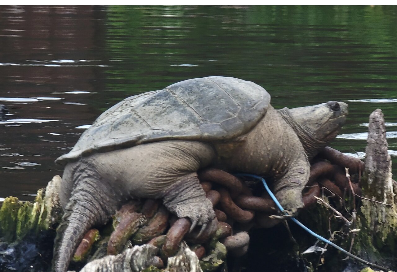 سلبریتی غولپیکر رودخانه شیکاگو/ عکس