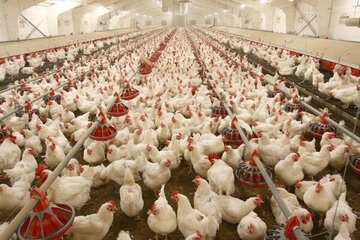 ماجرای جنجالی مرغ های ۹۰ روزه/ مرغ های چاق آنتی بیوتیکی هستند؟