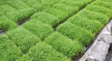 ابتکار جالب بانوی لنگرودی برای خزانه گیری برنج