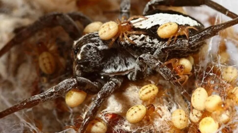 مادر فداکاری که بدن خود را خوراک بچههایش میکند/ عکس