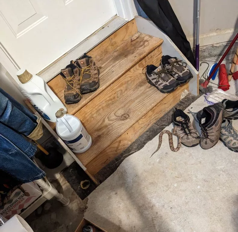 سرمسی قاتل سر از کفش درآورد!