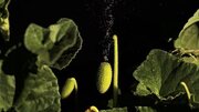 عکس| خیار آبپاش؛ گیاه عجیبی که مایع درون خود را تا 6 متر پرتاب می کند!