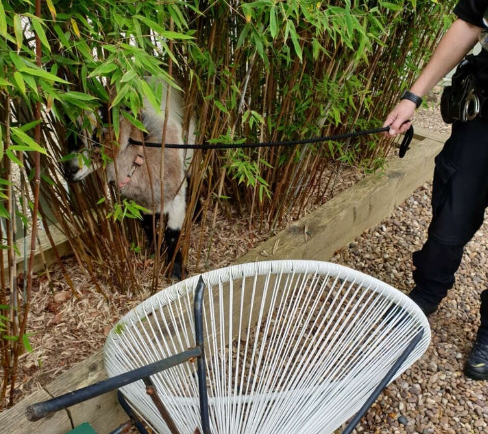 دستگیری بز دردسرساز/ عکس