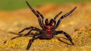 یک کشف عجیب درباره نیش مرگبار عنکبوت